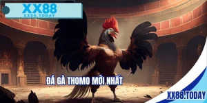 Đá gà Thomo mới nhất